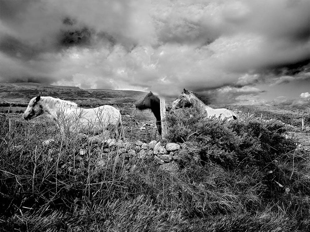 Ponies Photo Inishowen County Donegal