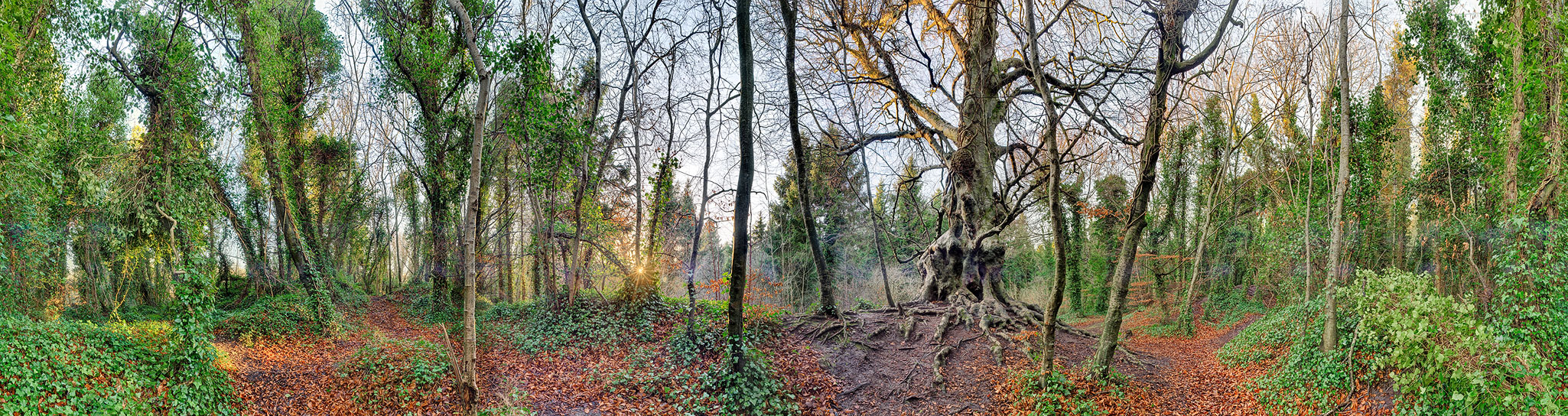 The Great Beech Balrath Wood