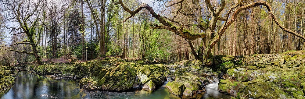 The Shimna River Tollymore Forest