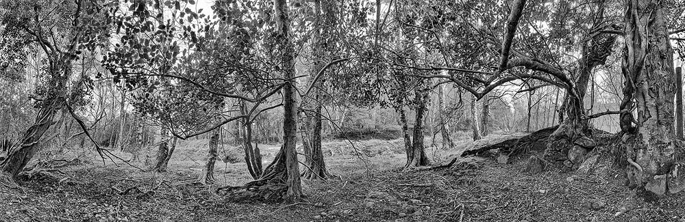 Tomies Wood County Kerry Fine Art Landscape Photo