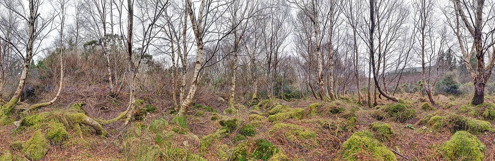 Tomies Wood Kerry Silver Birch Trees