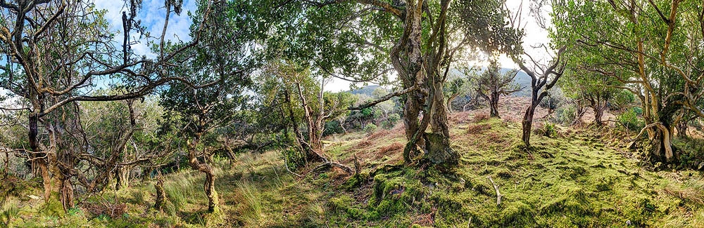 Tomies Wood OSullivans Cascade Kerry