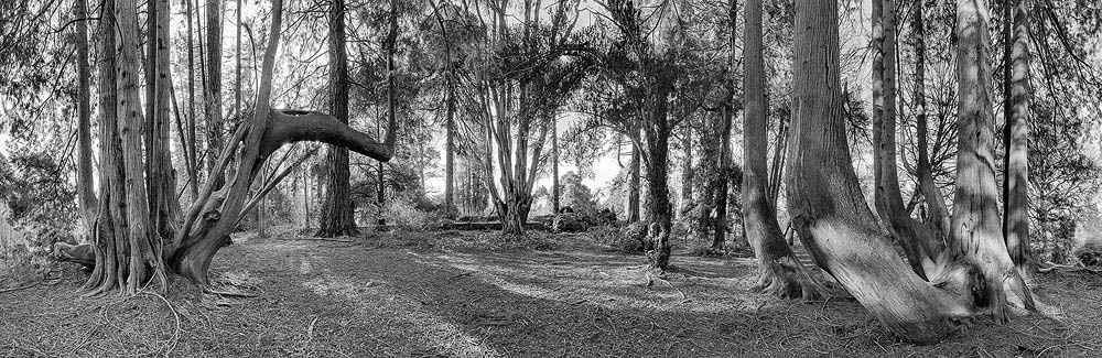 Woodstock Gardens Inistioge Fine Art Photography