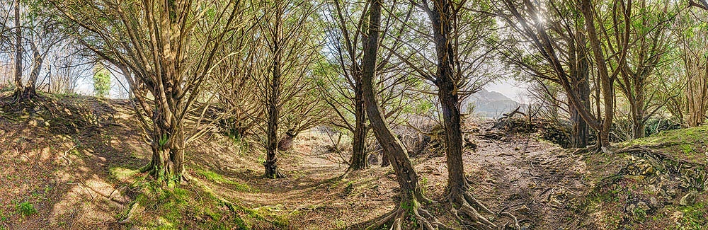 Yew Forest Kerry Killarney National Park