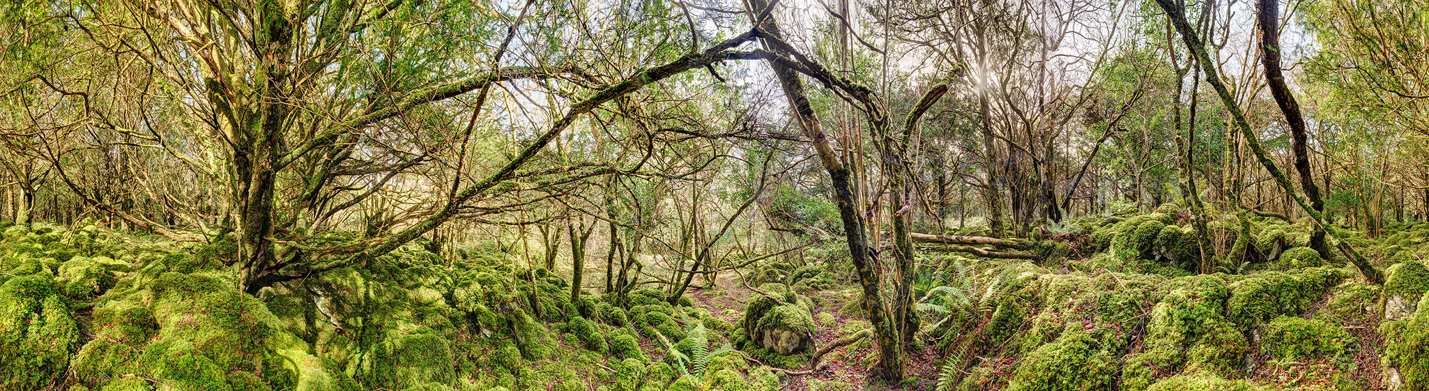 Yew Forest Killarney National Park Photographs of Ireland