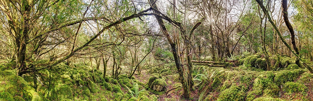 Yew Forest Killarney National Park Photographs of Ireland
