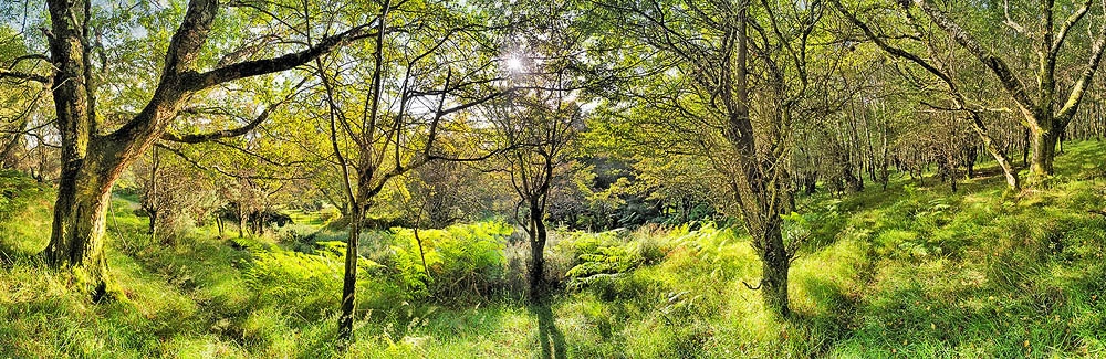 Wicklow Forest Lough Dan