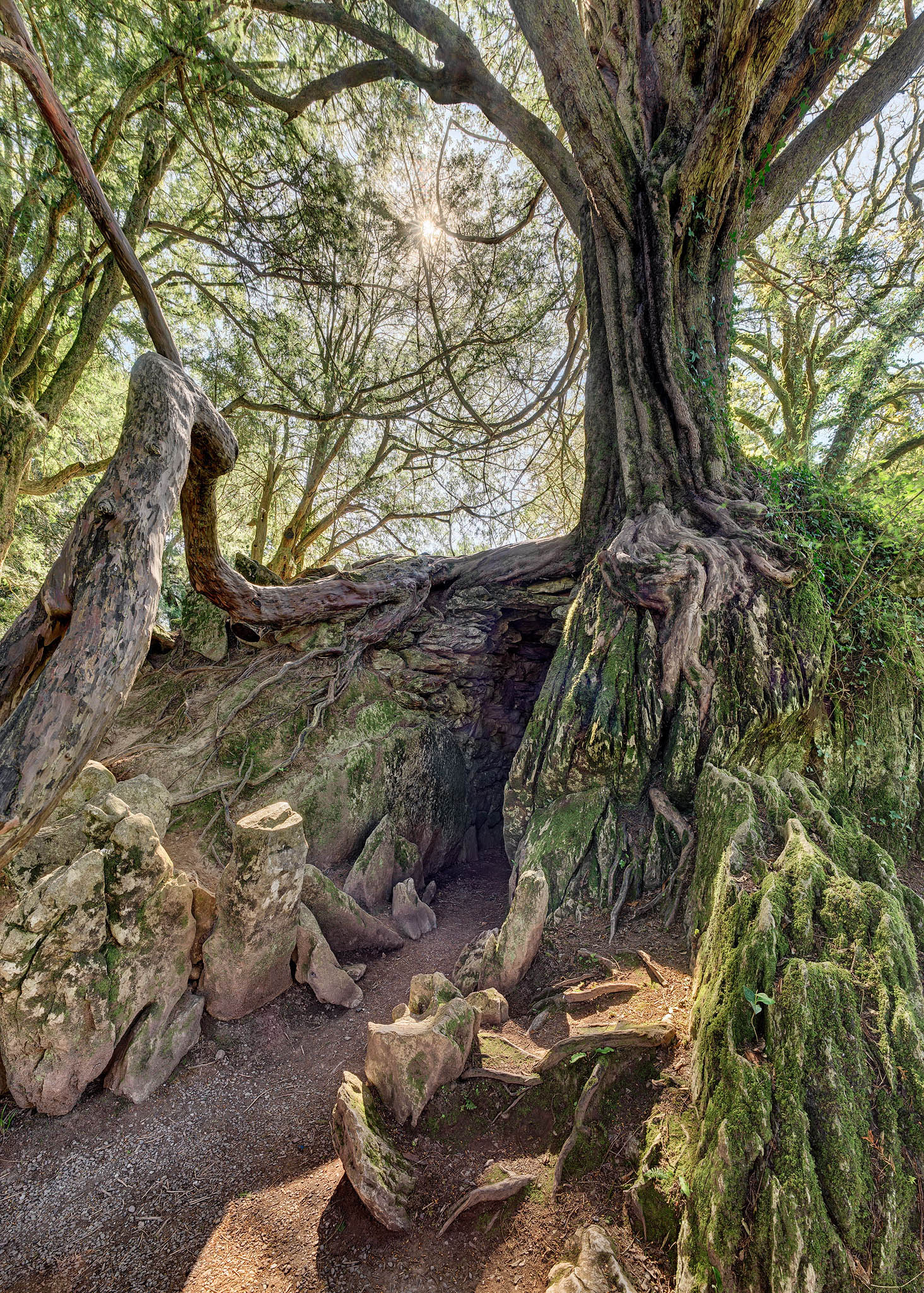 Witches Kitchen Blarney Castle cork yew trees