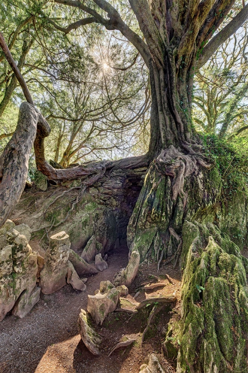 Witches Kitchen Blarney Castle cork yew trees