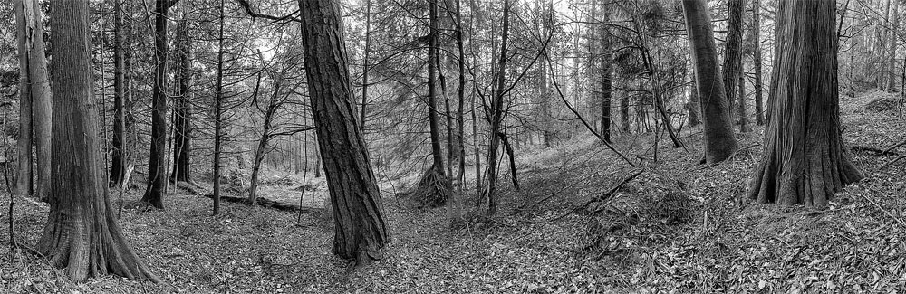 Avondale Forest fine art print