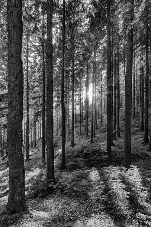 Devils Glen Forest Photo