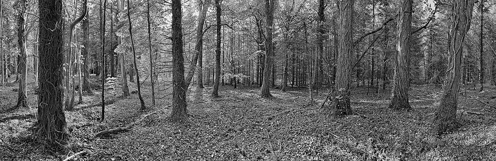 Donadea Forest Park Kildare Forest Photo