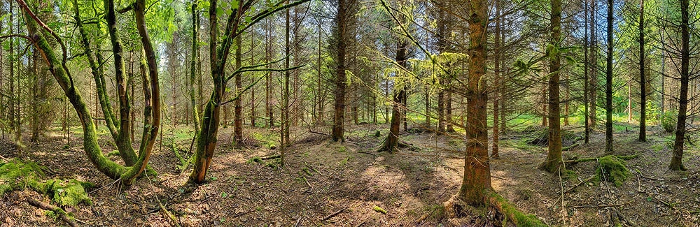 Donadea Forest Park Sunlit Trees