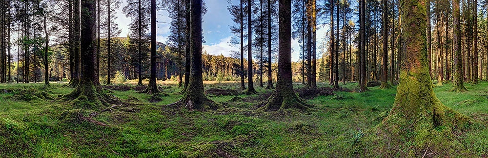 Gougane Barra Forest Park