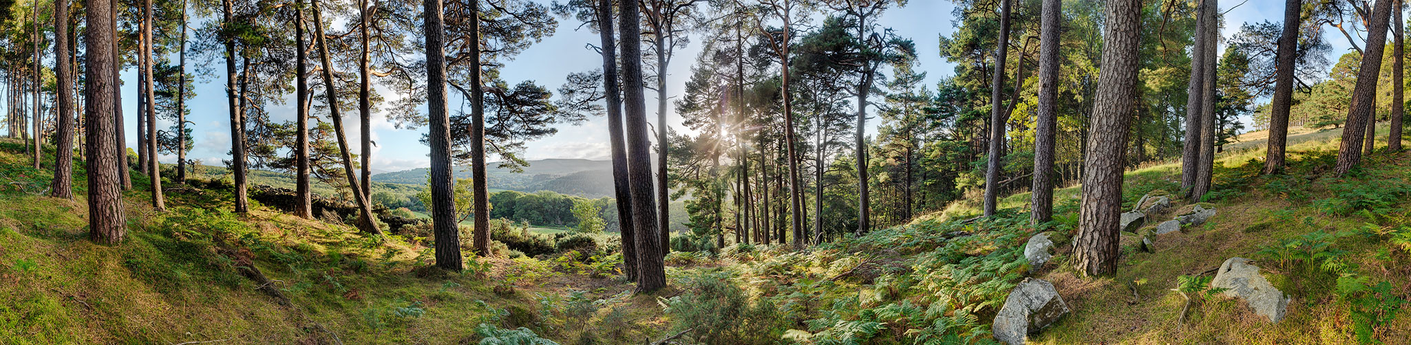 Forest Photo Lough Dan Wicklow