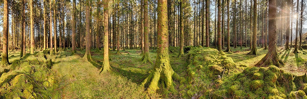 Gougane Barra Forest Cork