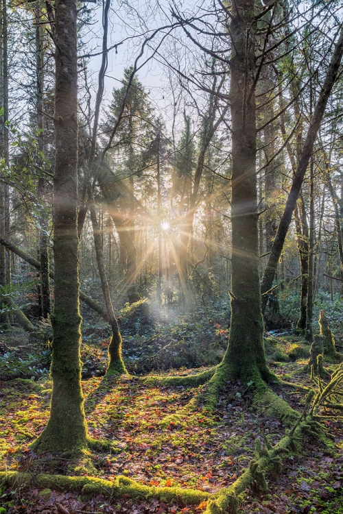 Lough Key Forest Park forest photo sunset