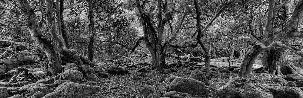 irish forest photo Tomies Wood kerry