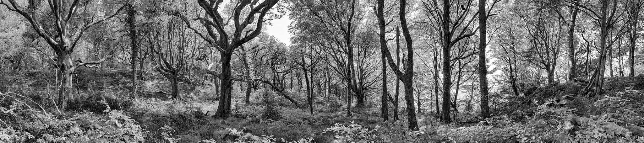 Ross island Forest black and white forest photo