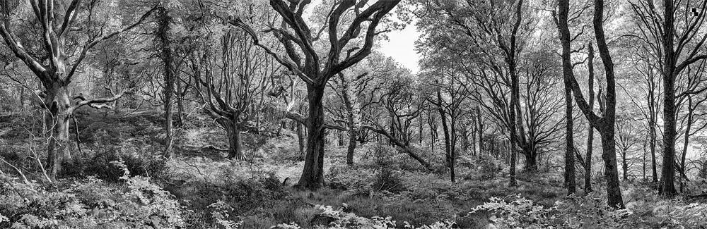 Ross island Forest black and white forest photo