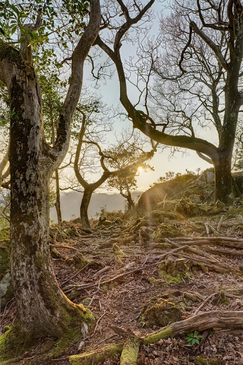 Killarney National Park dead wood photo