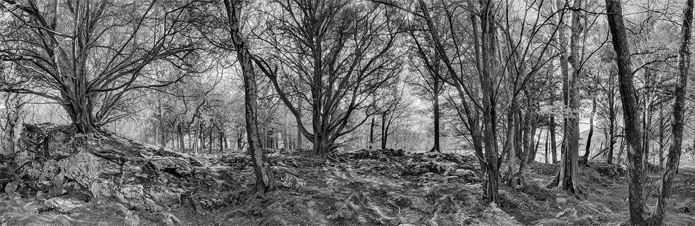 Ross island Forest yew trees killarney national park