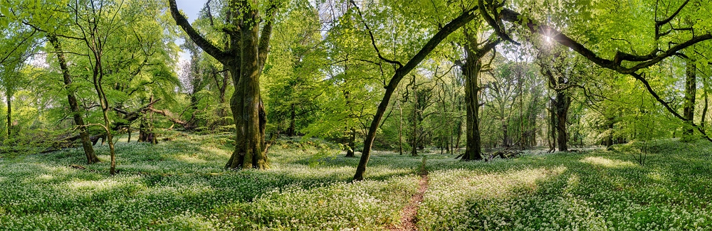 Ross castle forest wild garlic photo forest panoramic