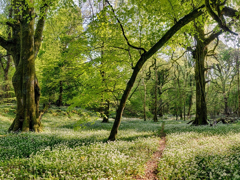 wild garlic Ross island