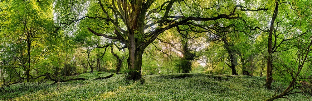 Ross island Forest photo Irish landscape photography Irish landscape prints