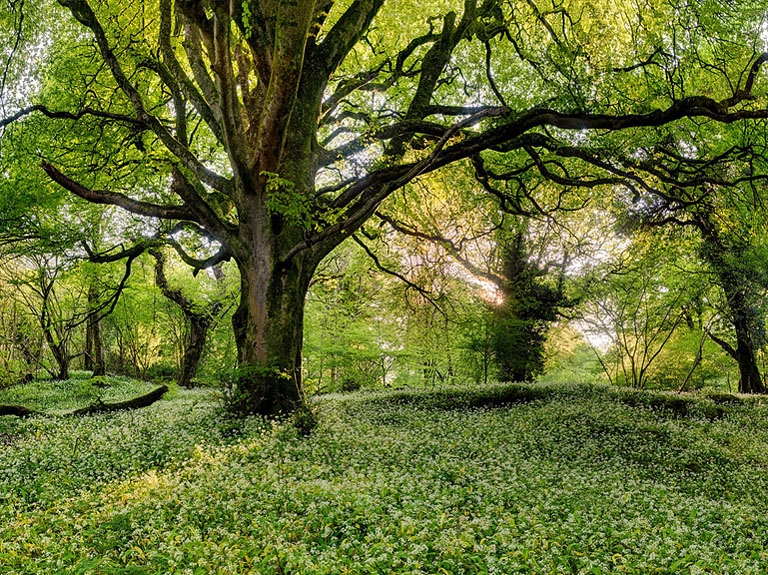 Ross island Forest photo Irish landscape prints