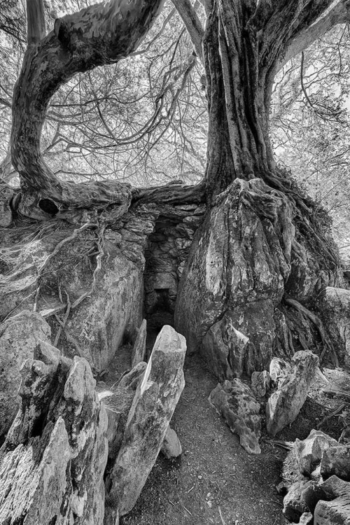 Witch\'s Kitchen Blarney Castle Gardens