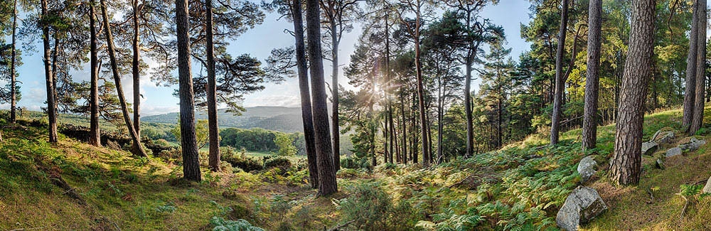 Forest Photo Lough Dan Wicklow