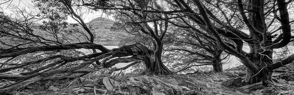 kerry Killarney National Park Black White Forest Photo