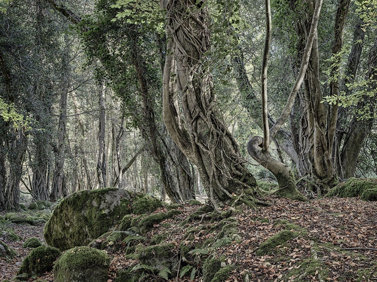 Knocksink Wood: An enchanting Wicklow Forest