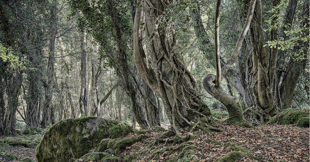 Knocksink Wood, wicklow forest enchanted forest