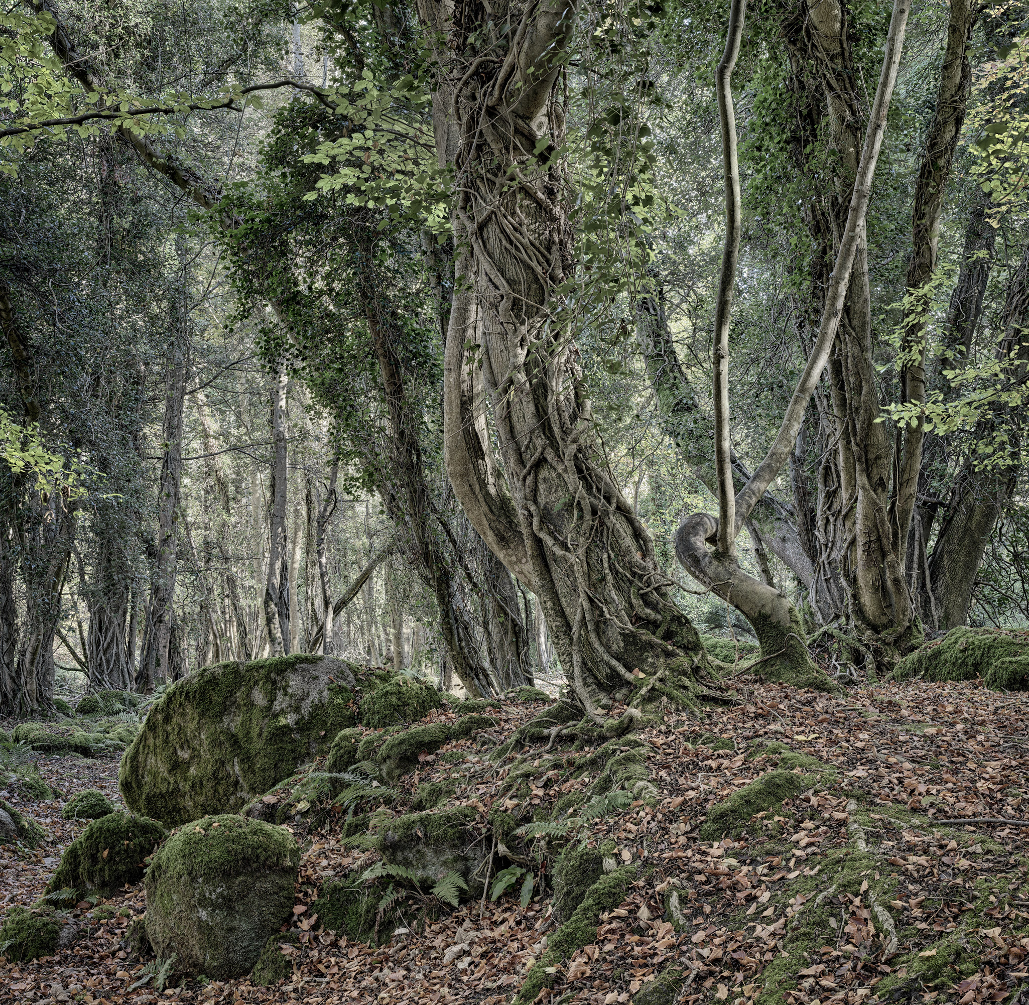 Knocksink Wood, wicklow forest