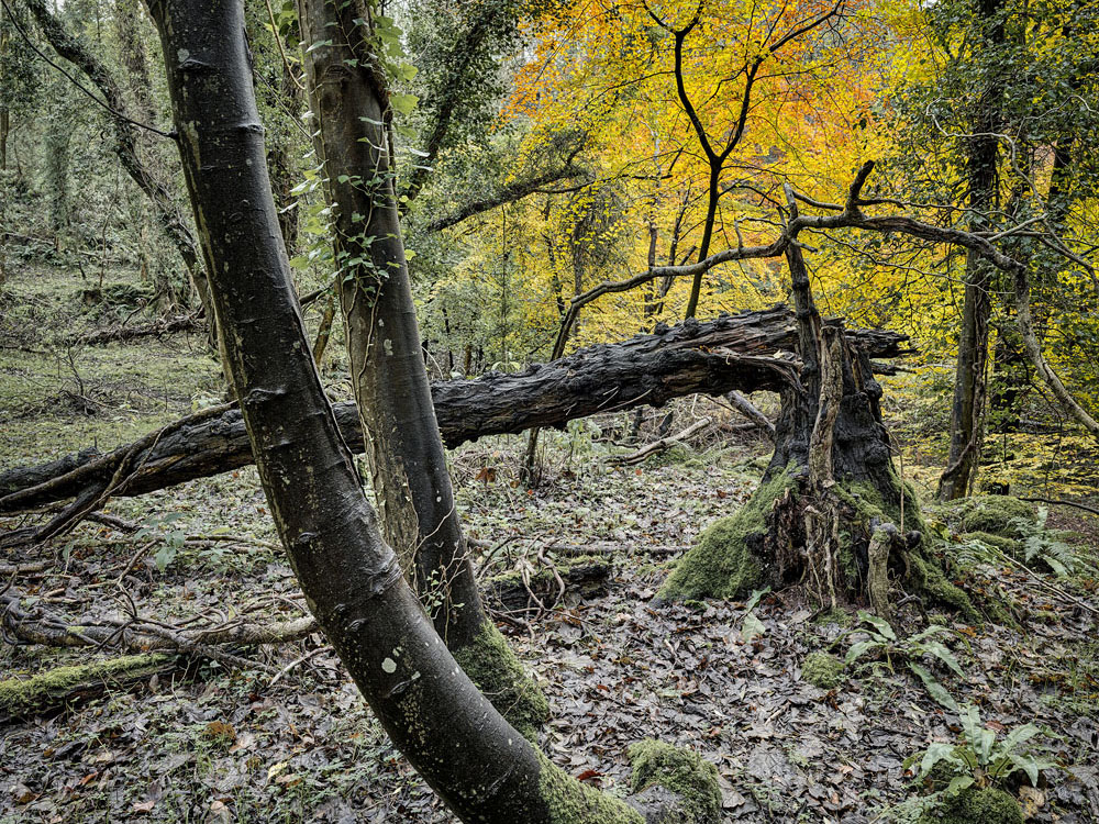 autumn leaves autumn forest photo