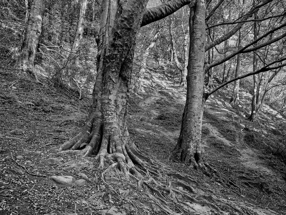 Black and white image of trees in Knocksink Wood