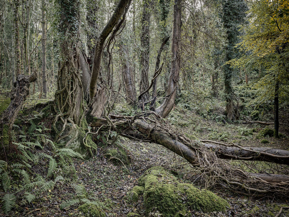 Knocksink Wood Irish Forest Photograph