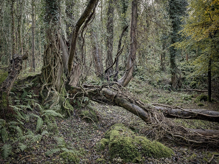 Knocksink Wood idyllic Irish Forest