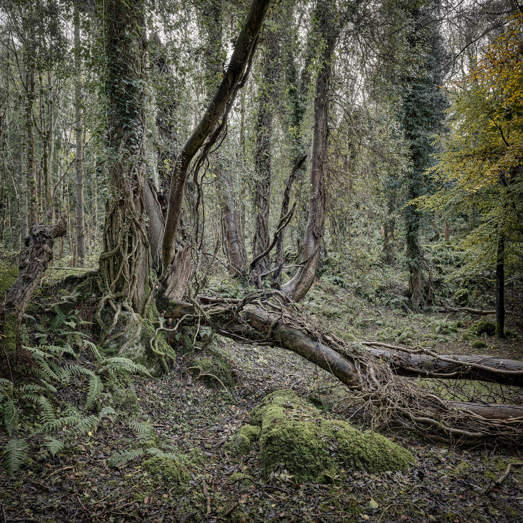 Knocksink Wood Irish Forest Photograph