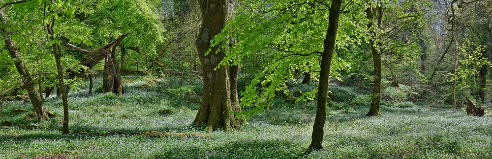 large forest photo Ross island