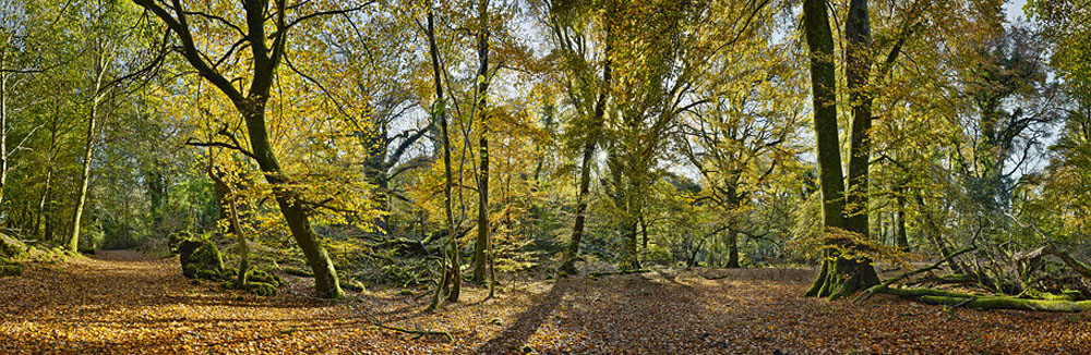 Ross Island on an Autumn day - Large forest print