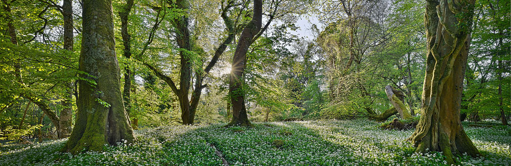 wild garlic photo Ross island