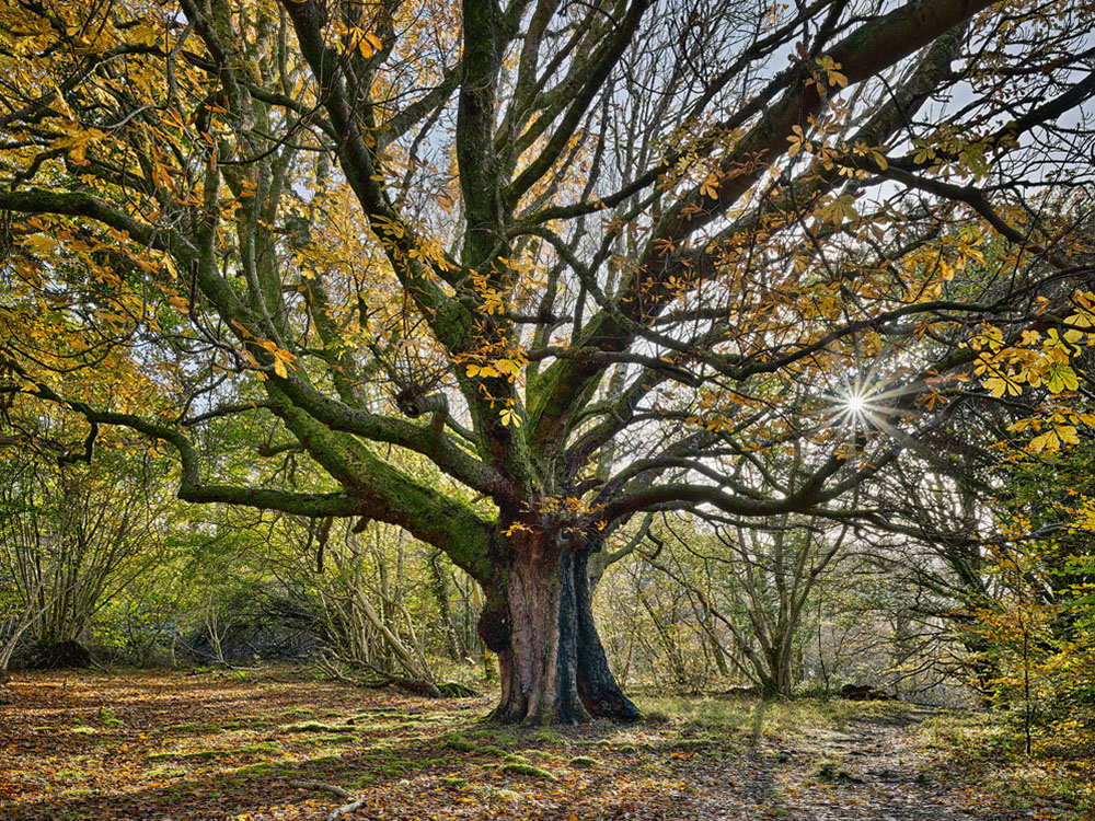 forest images, autumn trees