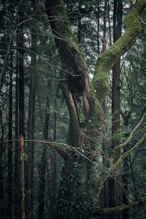 A dead tree at Avondale Forest, Ireland