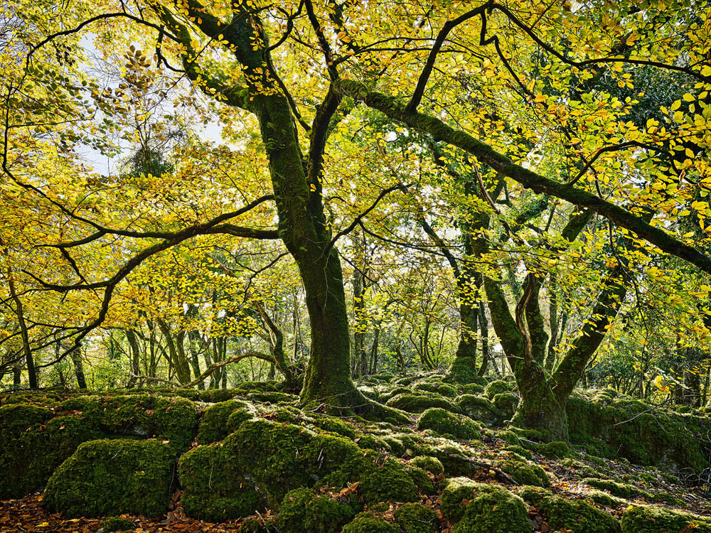 Autumn tree on Ross Island with moss