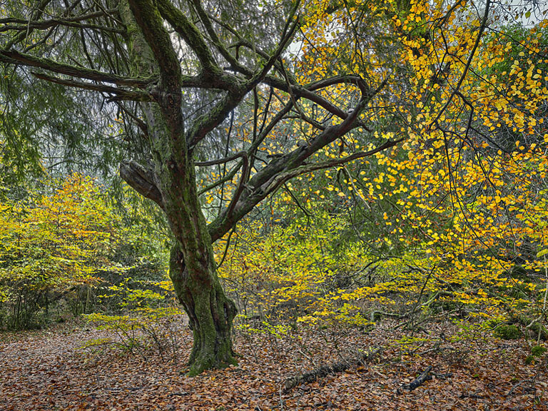A dead tree surrounded by autumn leaves on Ross island