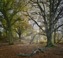 Ross island