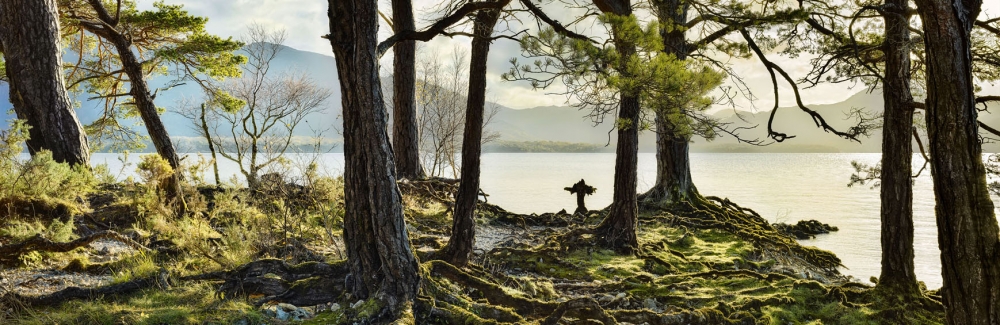 Trees in the autumn sun beside Loch Leane on Ross Island